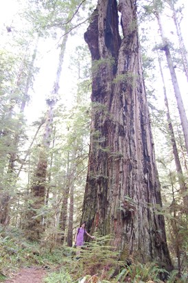 6 foot 2 janos next to a massive tree on the Californian coast