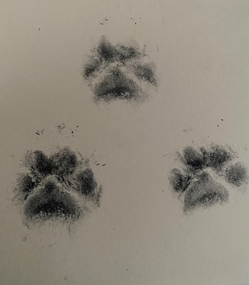 Loki’s paw prints 🐾. I know how much Stevie missed her. 