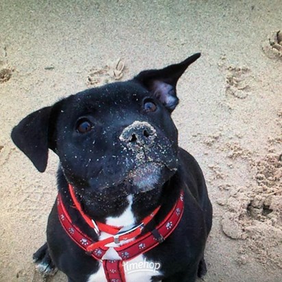 Charlie  at the beach