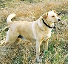 his faithful dog, rylee. 2004