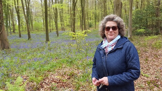 In the Bluebell Woods