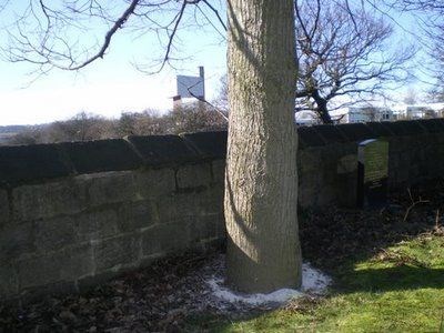 This is the tree in Horsforth Cemetary around which Jill's ashes were scattered.
