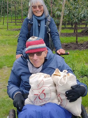 Picking pears and apples at the National Fruit Collection, Brogdale, Kent (October 2024)