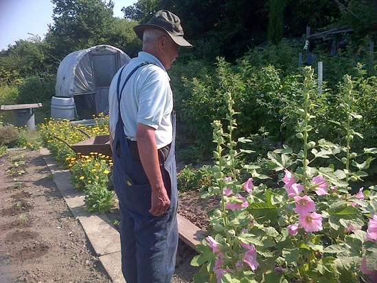Jim and Hollyhocks, Allotment July 2013