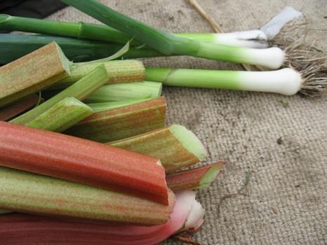 rhubarb and spring onions from gills allotment jun 09 