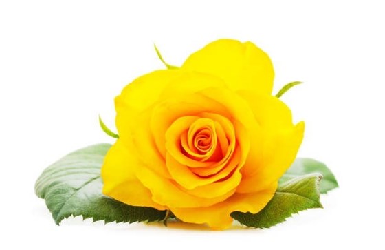 yellow rose.jpg