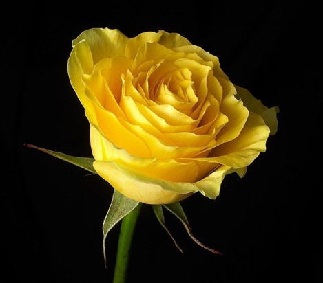 yellow rose flowers wallpapers (4)