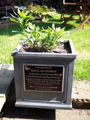 Val is still in the Department of Physiology, Development and Neuroscience at Cambridge University, and will be until 2025, so I have this memorial to her in our garden. The plant is one of her favourite alstroemerias.