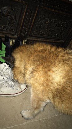 sniffing my shoes