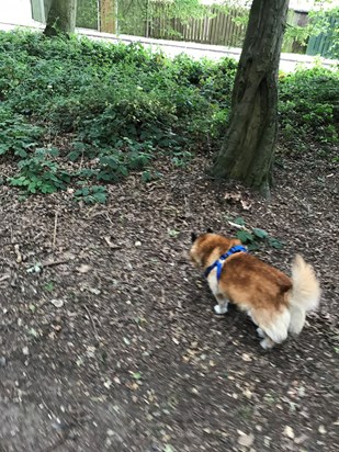 indie at bluebell woods pt 3
