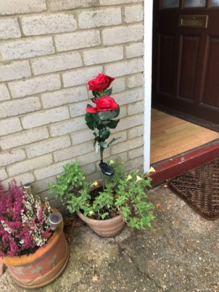 18/11/2019. Nan’s Birthday Rose x