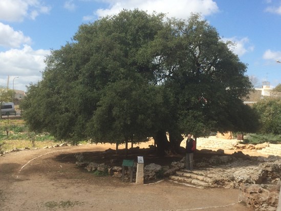 Gush Etzion lone tree