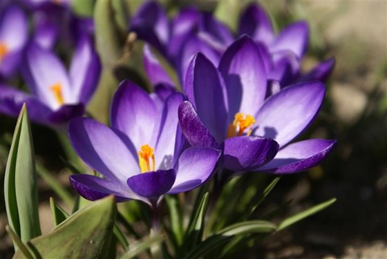 Flower for February - Iris