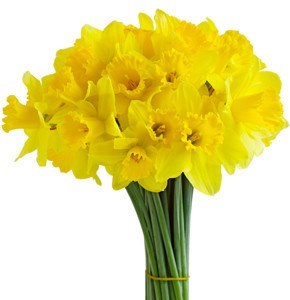 March flower - Daffodil
