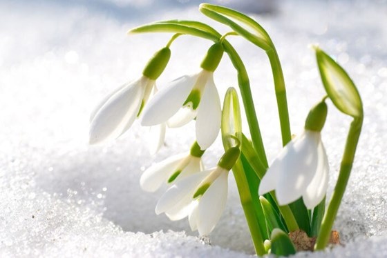 Snow Drop Color Meaning