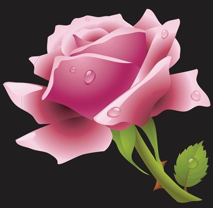 A precious rose for you Mum xxxx