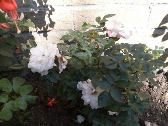 Karen's rosebush in the memorial garden, August 2017.