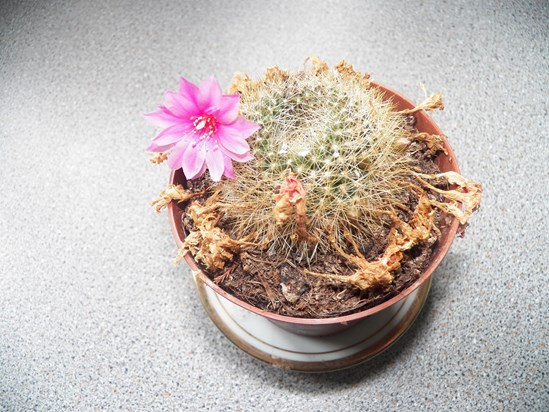 Pink-flowering cactus