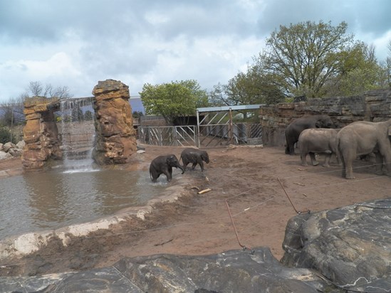 Chester Zoo Baby Elephants after a bath