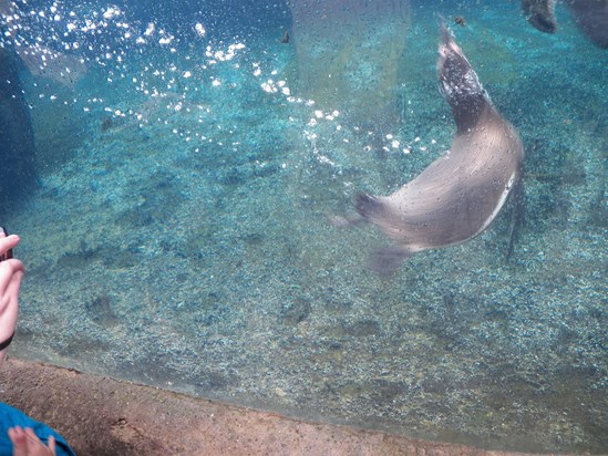 Acrobatic penguin