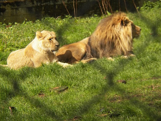 Chester Zoo's Lion & Lioness