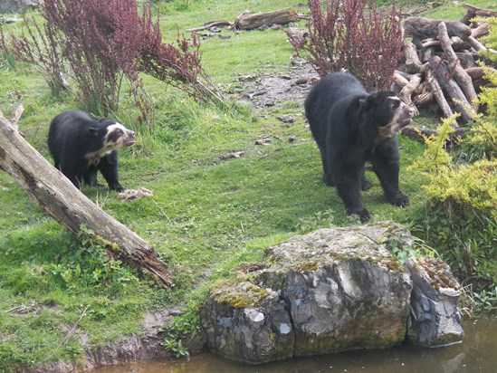 Chester Zoo's male and female Spectacled Bears