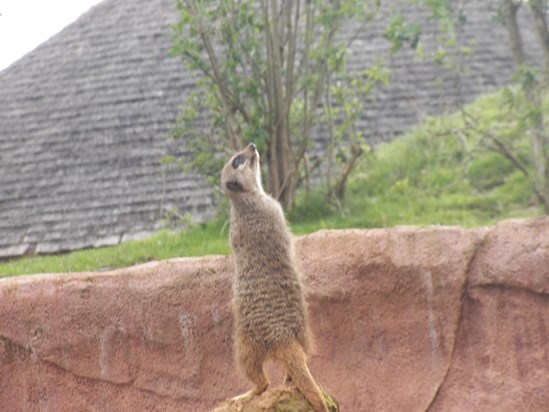 Meerkat on sentry duty
