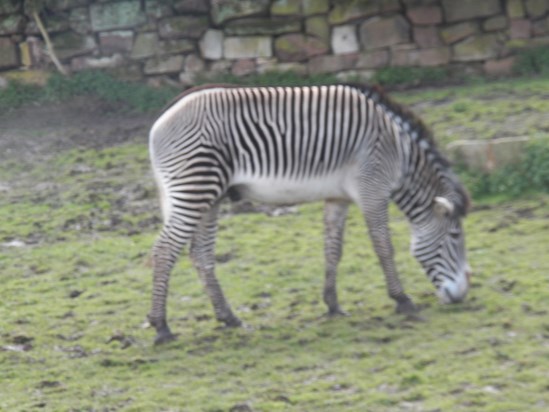 A grazing Zebra