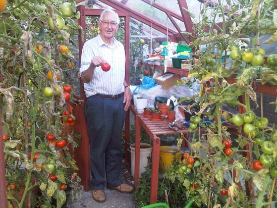 Champion tomato grower