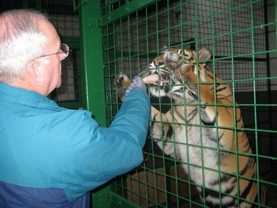 Tony the big cat wrangler! Hand feeding a tiger a chicken drumstick.