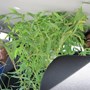 October 2009 - helping us get plants for our new house!