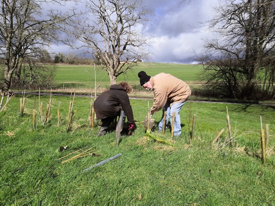 Planting hedge