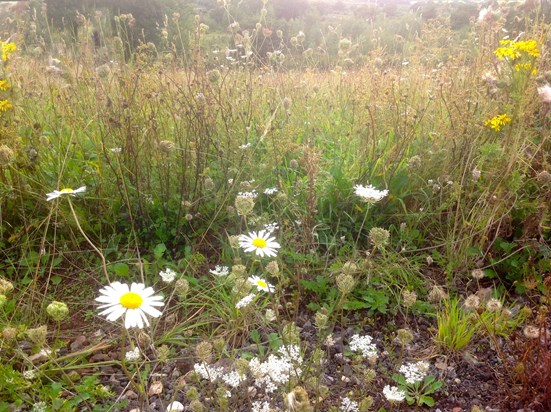 Great Alne Wood Park in Summer