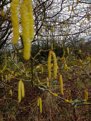 Hazel Catkins Mothers Day 11th March 2018