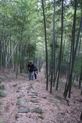 hiking in the bamboo forest of Moganshan, 2011