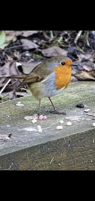 They say when a Robin visits, a loved one is near. I have my own personal Robin so it must be you xxx