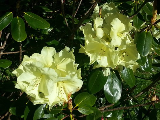 Parkhill rhododendrons