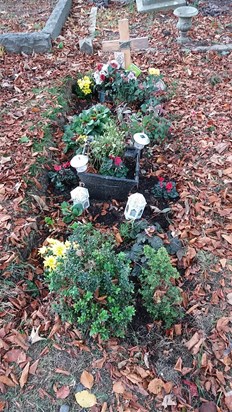 New flowers, bulbs and plants Binas grave 30.10.17