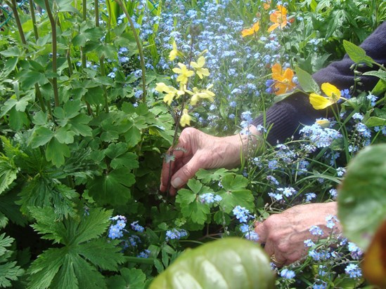 The Gardener's hands - May 2017
