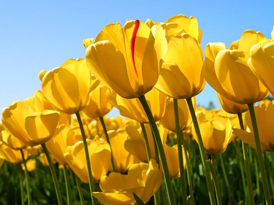 Yellow Tulips by Kailanie