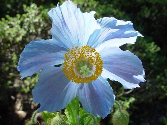 A blue poppy for the other member of our 2-member Blue Poppy Society