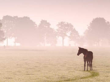 Dawn Foal