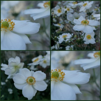 in loving memory of Ellie who loved white flowers