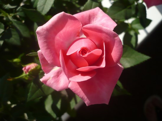 My Rose Tree for you Bro (Shazz)