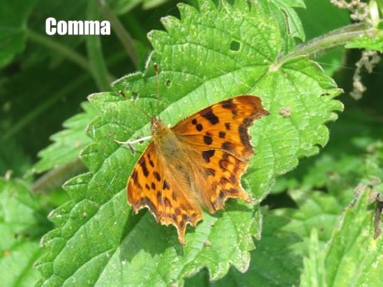 my dear mum , a butterfly appeared in church at her funeral so when I see one I thinks of you. Xxx