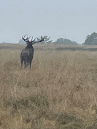 Stag