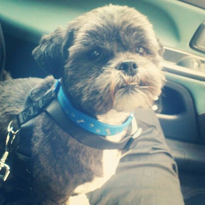 Gizzy had a hair cut, he doesn't stink any more Nan ahaa xx