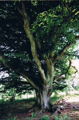The Pooks hill tree