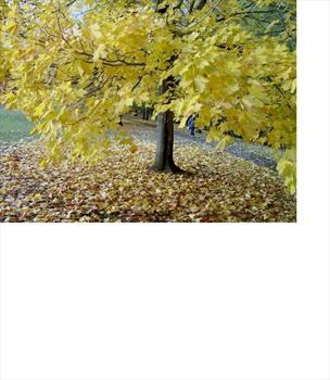 Plane tree,Abington Park.“A Walk Around the Park” was one of several talks John regularly gave. 