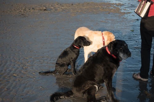 Three dogs on beach